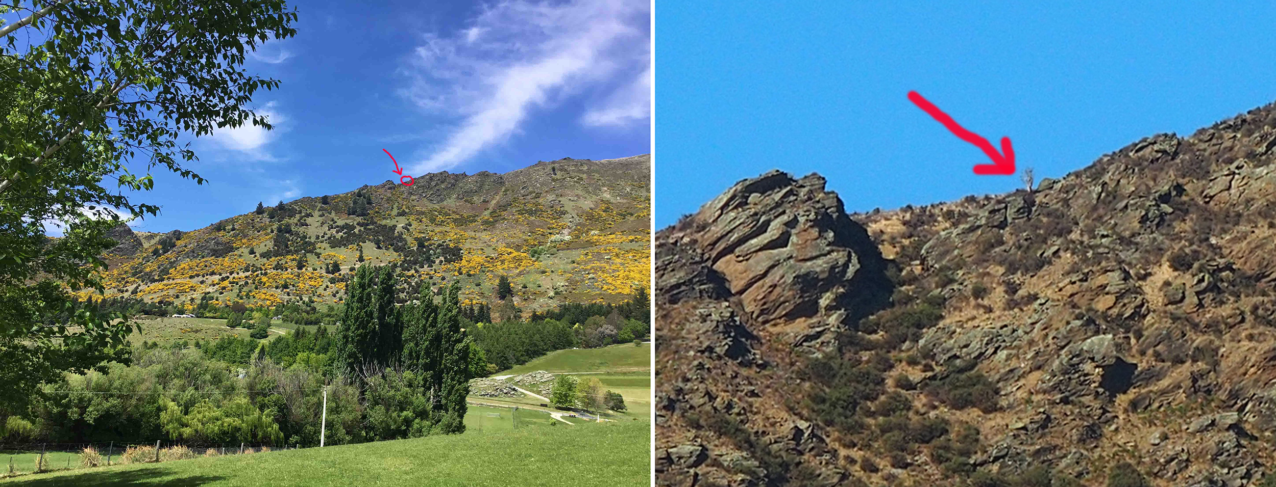 Left: a tree just visible (arrow) on the skyline of Criffel Peak, from Mount Barker, Wanaka. Right: Enlargement of left image. Closer investigation shows this to be an iolated, relict, but dead, kowhai. Image: the author (Mike Pole).