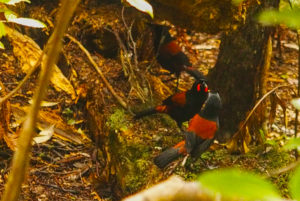 Three saddlebacks/tieke on Ulva Island (Stewart Island group, New Zealand). Photo: the author (Mike Pole)