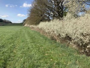 Looking up the line of trees/hedge with the track going back to Weltzin. The Tollense is behind me. Image: the author (Mike Pole).
