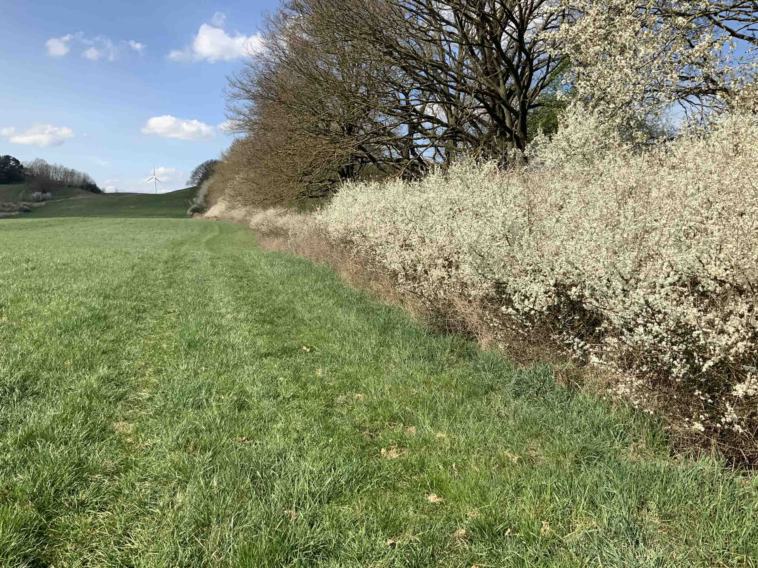 Looking up the line of trees/hedge with the track going back to Weltzin. The Tollense is behind me. Image: the author (Mike Pole).