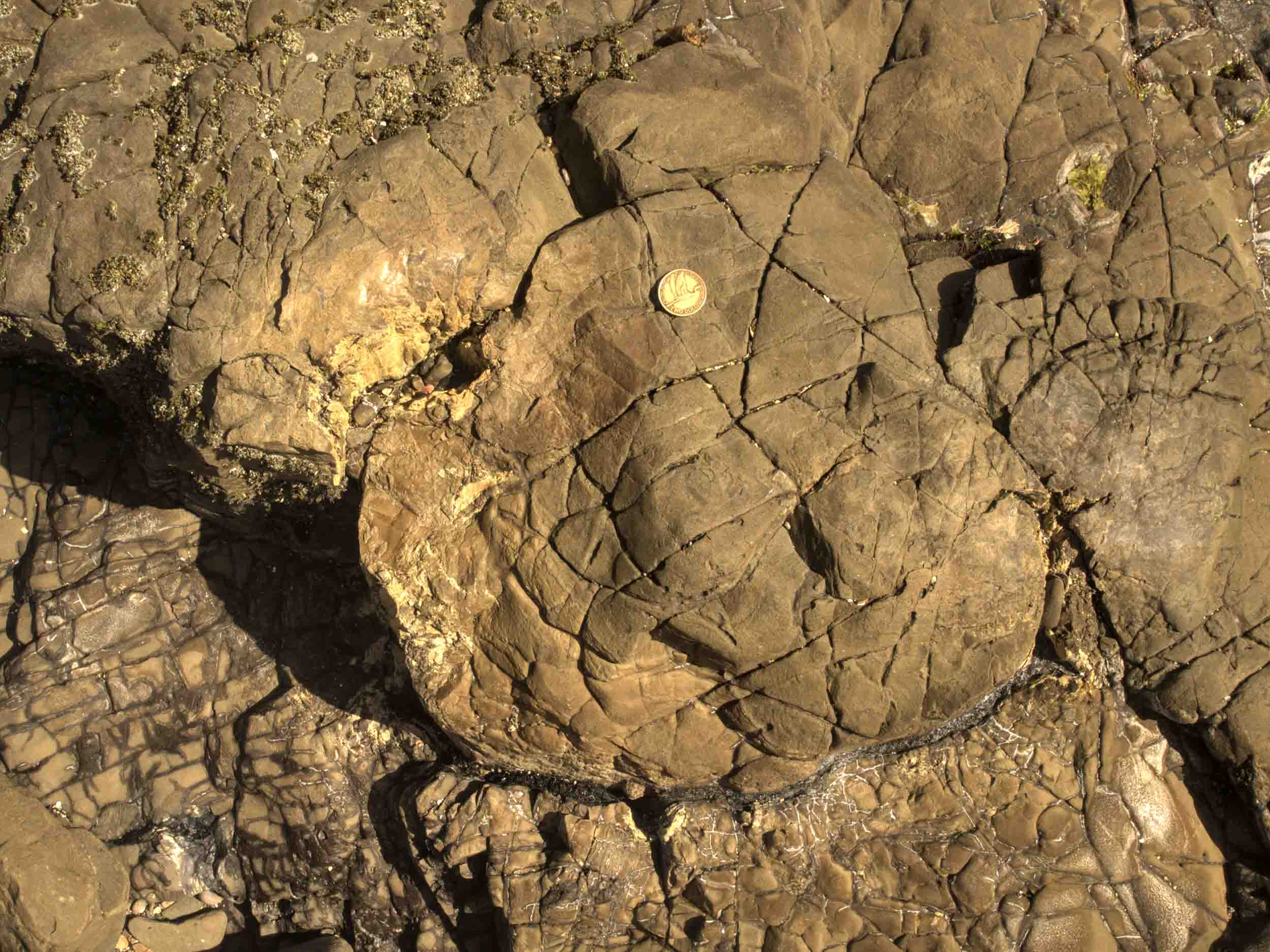 Figure 2. A hollow tree stump at the Jurassic forest at Curio Bay, New Zealand. A possible fire-scar?