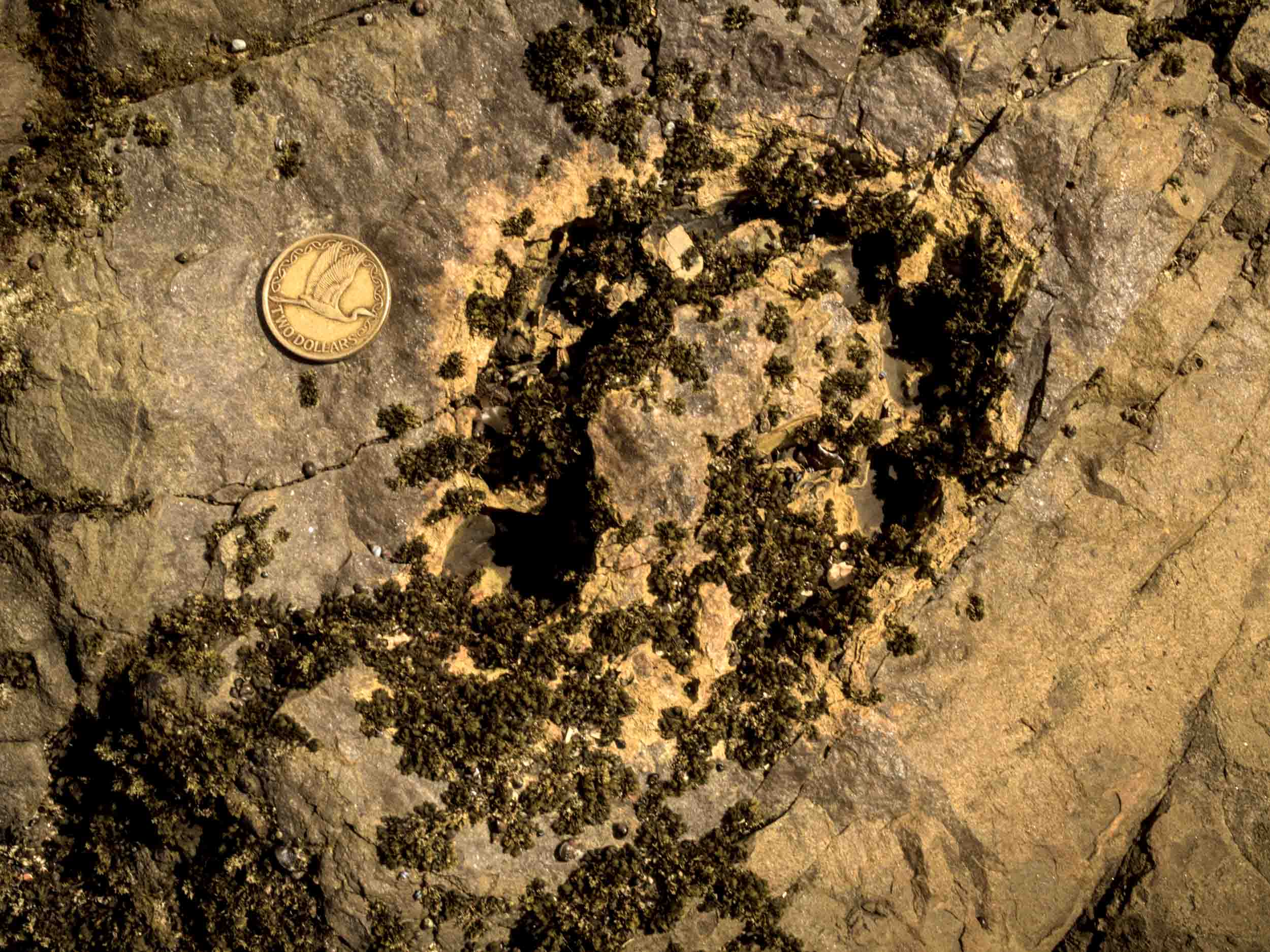 Figure 3. A hollow tree stump at the Jurassic forest at Curio Bay, New Zealand. A possible fire-scar?