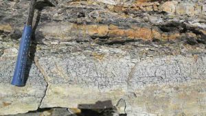 Densely-rooted grey, gleyed mud, in the Jurassic of the Fortrose-Otara coastline, New Zealand. 79739